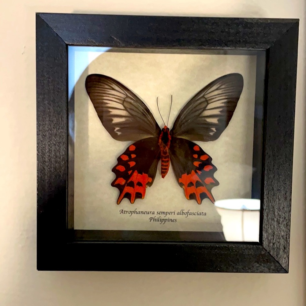 REAL preserved butterfly
